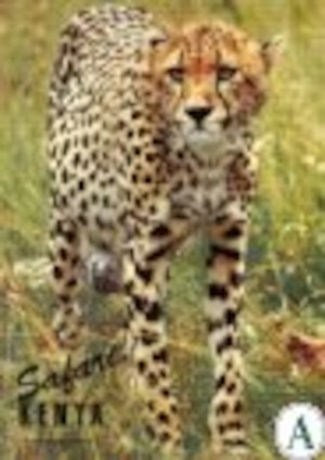 Safari Kenya / P.-O. Johansson ; [foto: Jan Fleischmann ... ; faktagranskning: Staffan Strand]