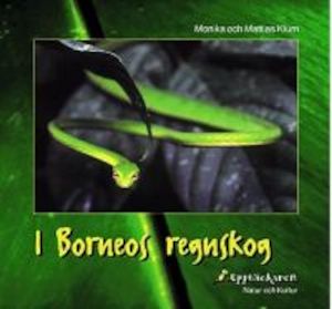 I Borneos regnskog